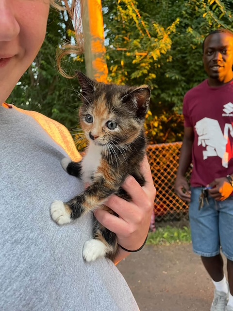 A kitten met along the way during outreach